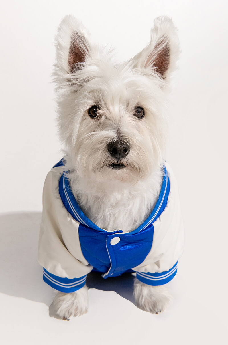 NO CAP MATCHING DOG BOMBER